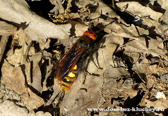 Сколия-гигант (Megascolia [Scolia] maculata)